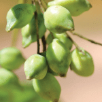 Kakadu Plum Extract image