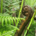 Mamaku Leaf Extract image