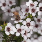 Manuka Extract image